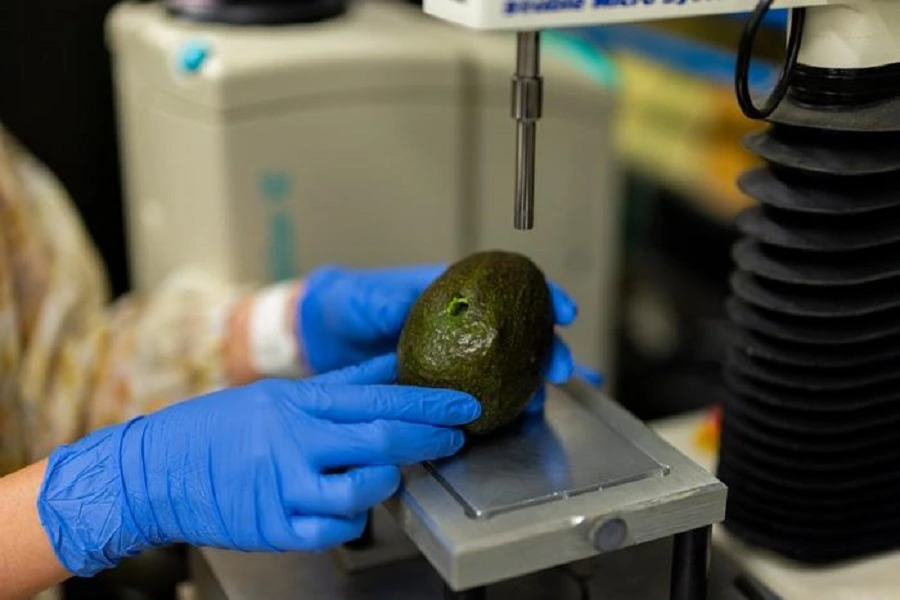 avocado testing in lab with texture analyzer